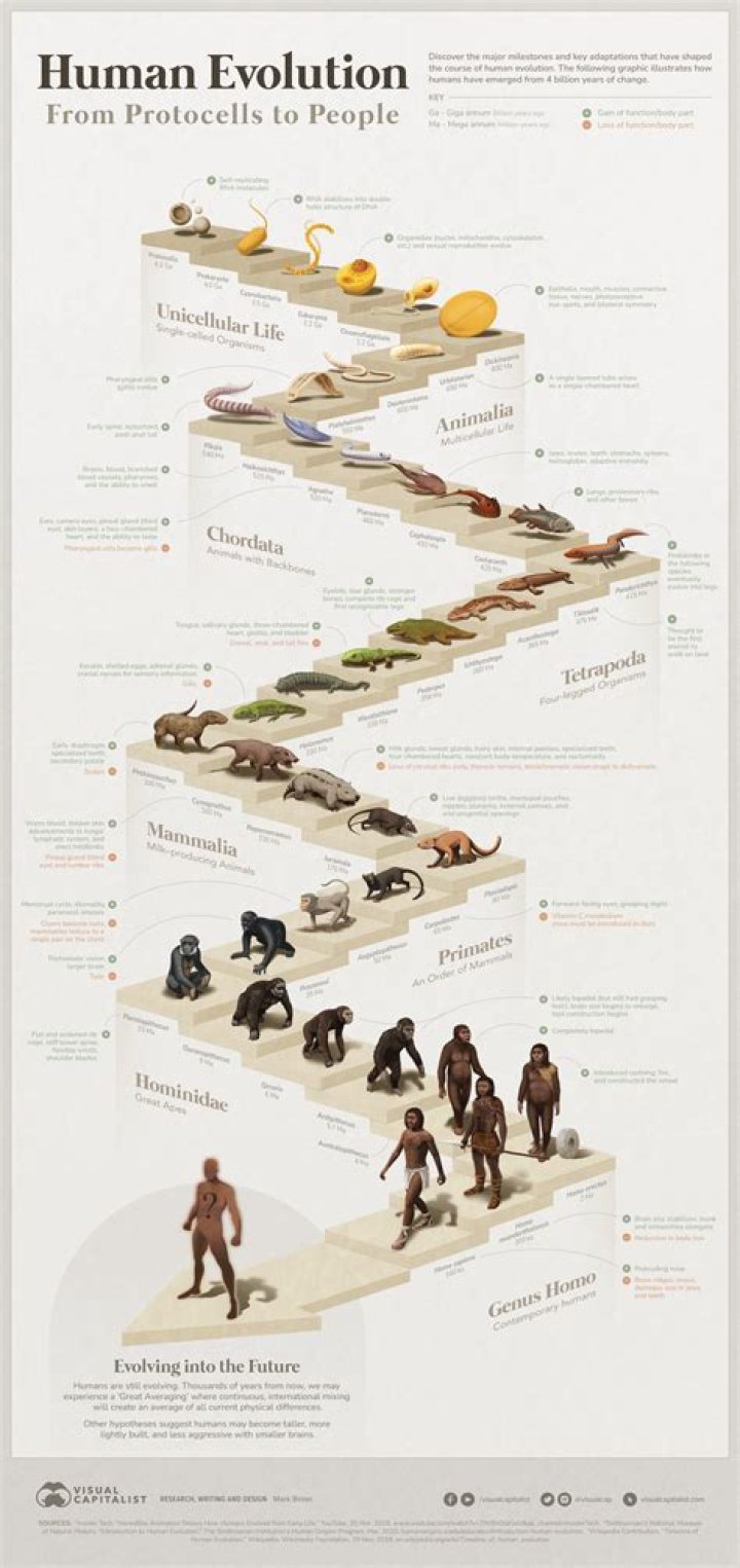 Every Generation in Order: Understanding the Timeline of Humanity