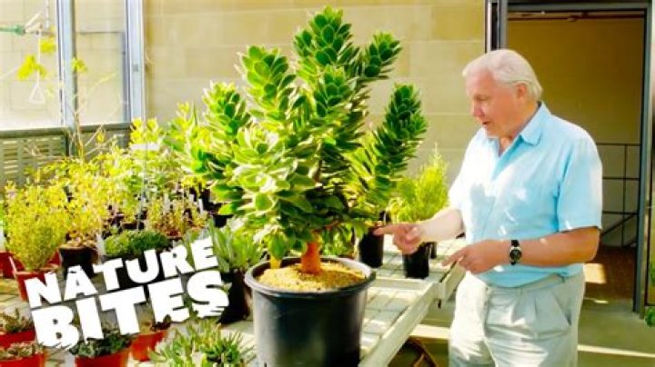 The Incredible Benefits of Miracle Seed: Unveiling Nature’s Gift